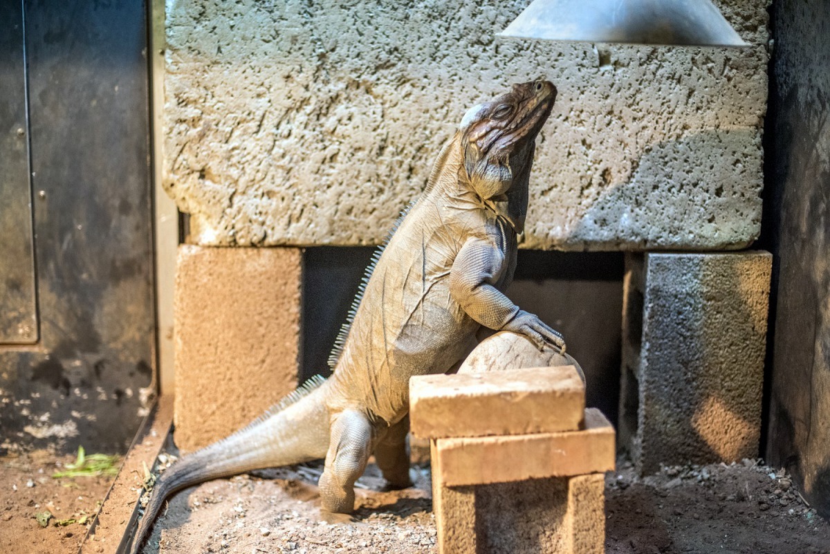  犀牛鬣蜥爸爸「牛牛」個性溫和也非常親人。台北市立動物園/提供