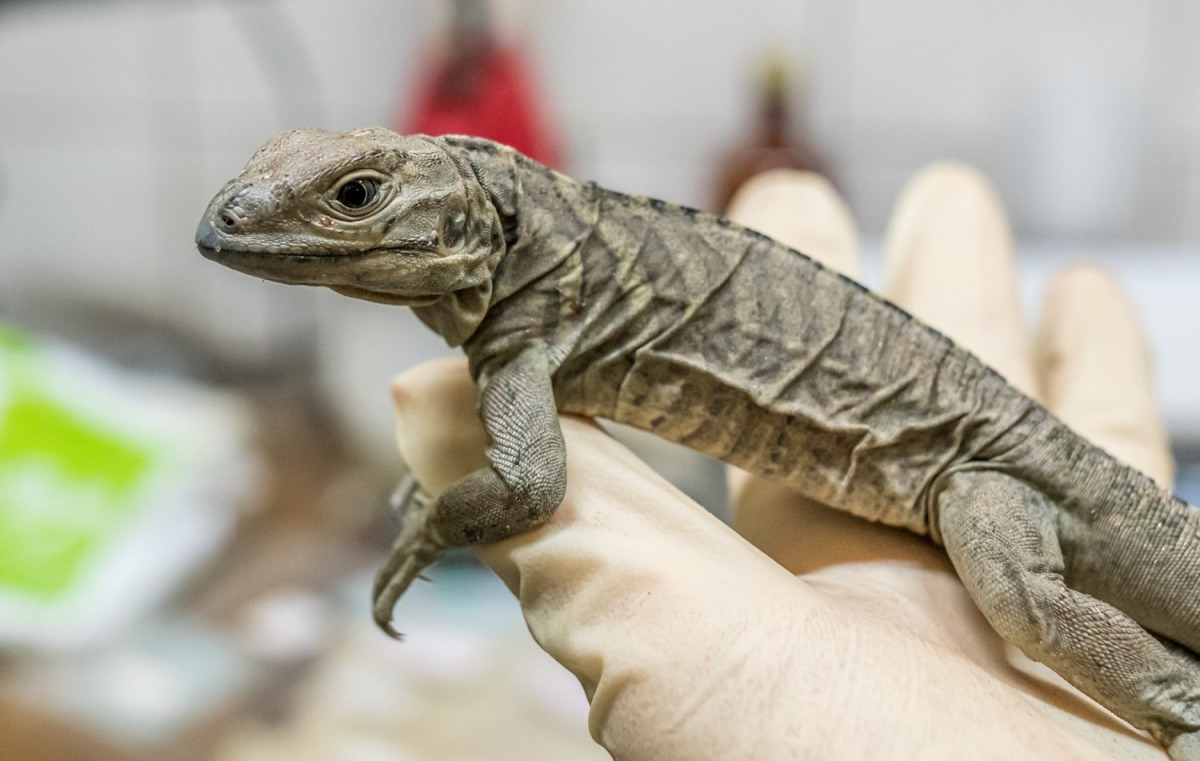 犀牛鬣蜥寶寶已能發揮裝死、逃跑的天生本領。台北市立動物園/提供