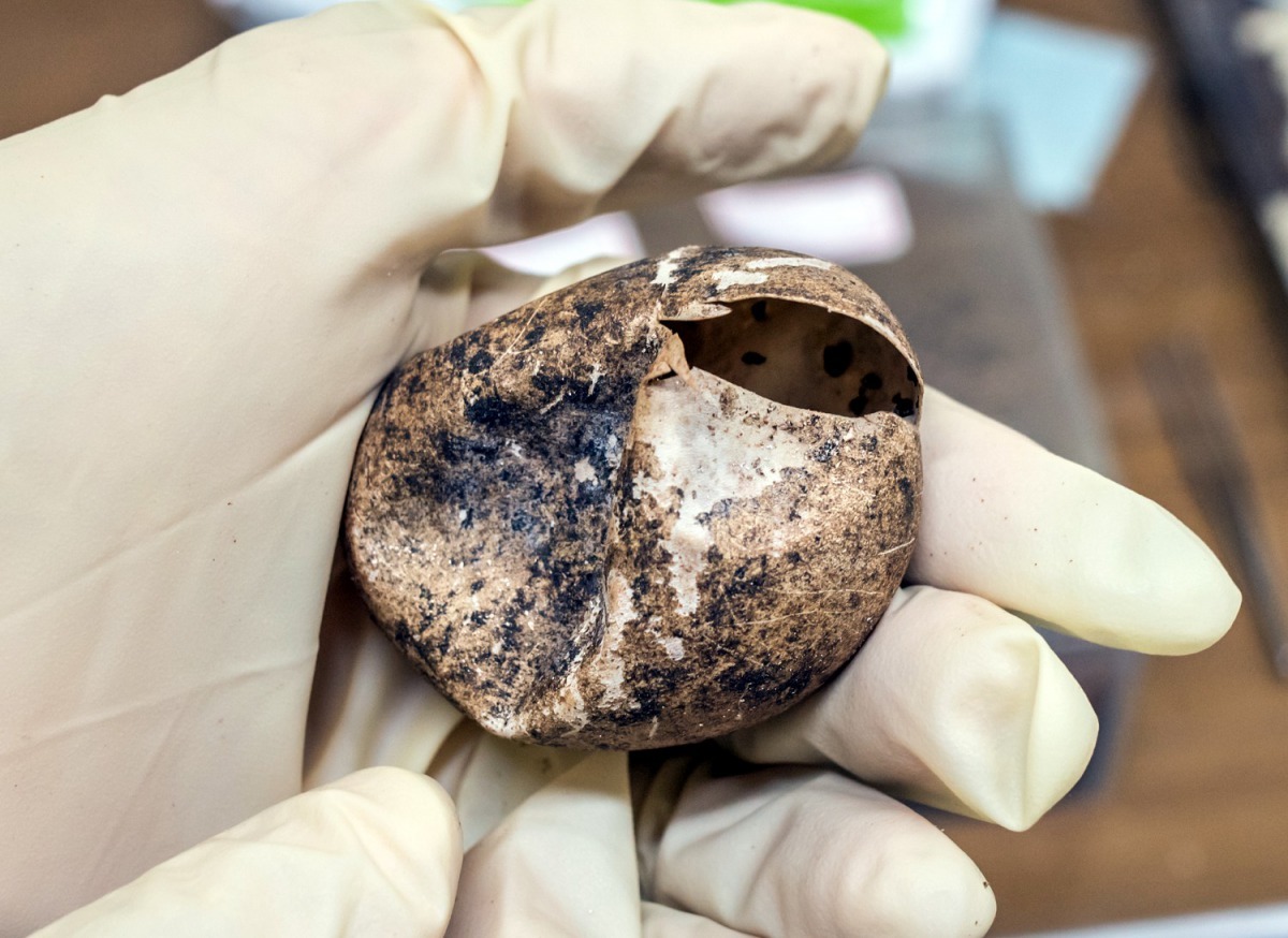 犀牛鬣蜥產下的革質蛋。台北市立動物園/提供
