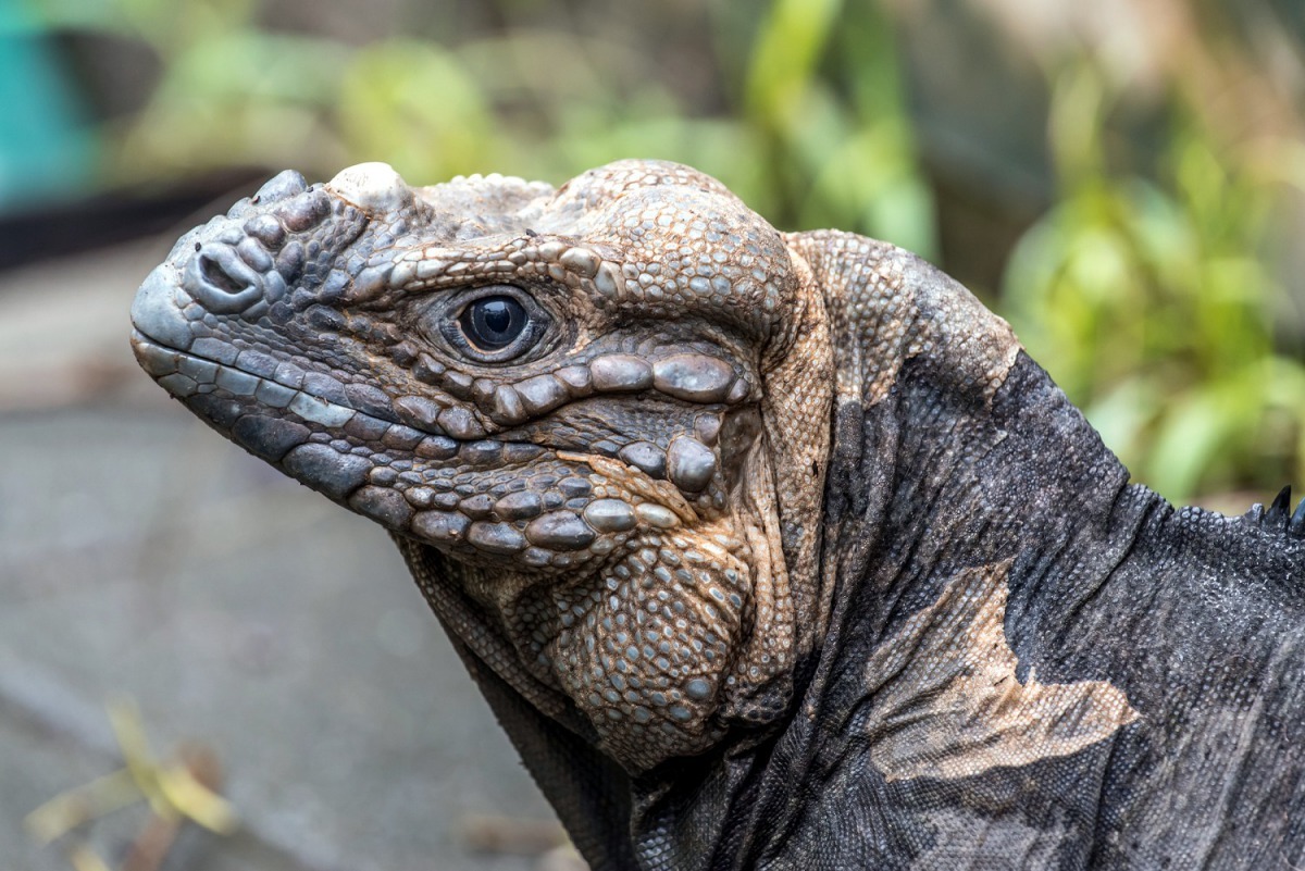 犀牛鬣蜥前額與鼻吻部交界處明顯突起，為犀牛鬣蜥名稱的由來（媽媽「哞哞」）。台北市立動物園/提供