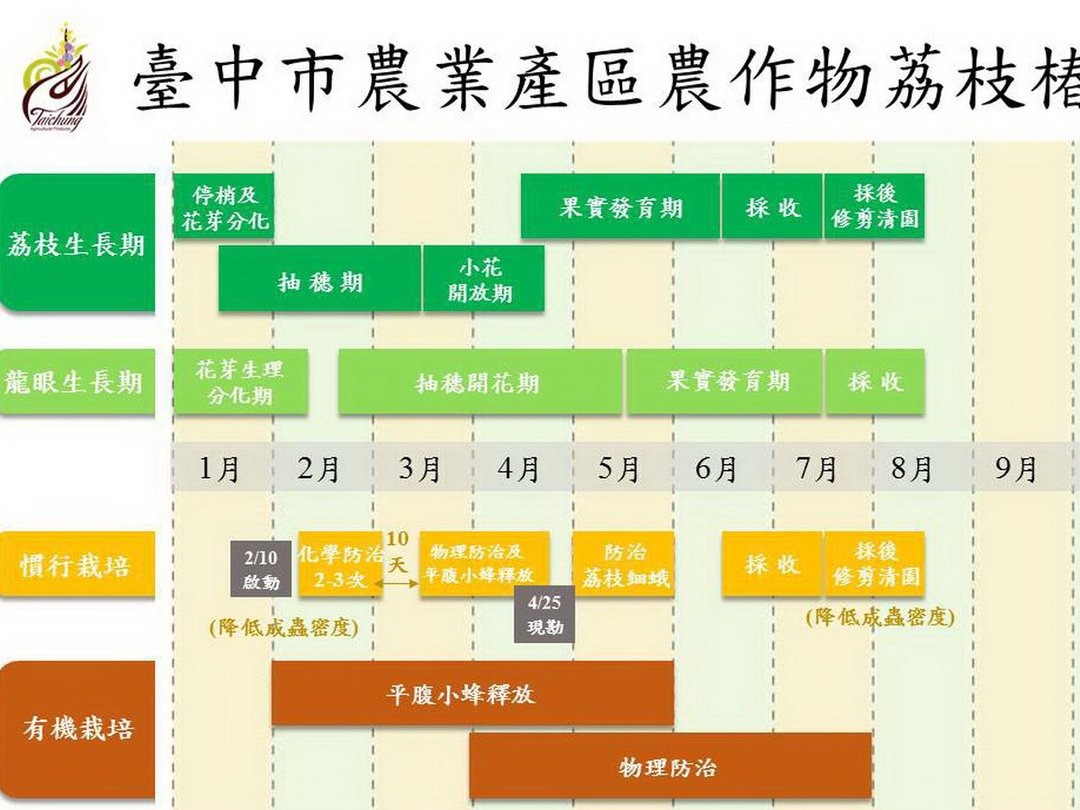 台中市農業局製定「荔枝椿象防治曆」，清楚呈現適合荔枝及龍眼各生長期的防治方式。台中市政府農業局/提供