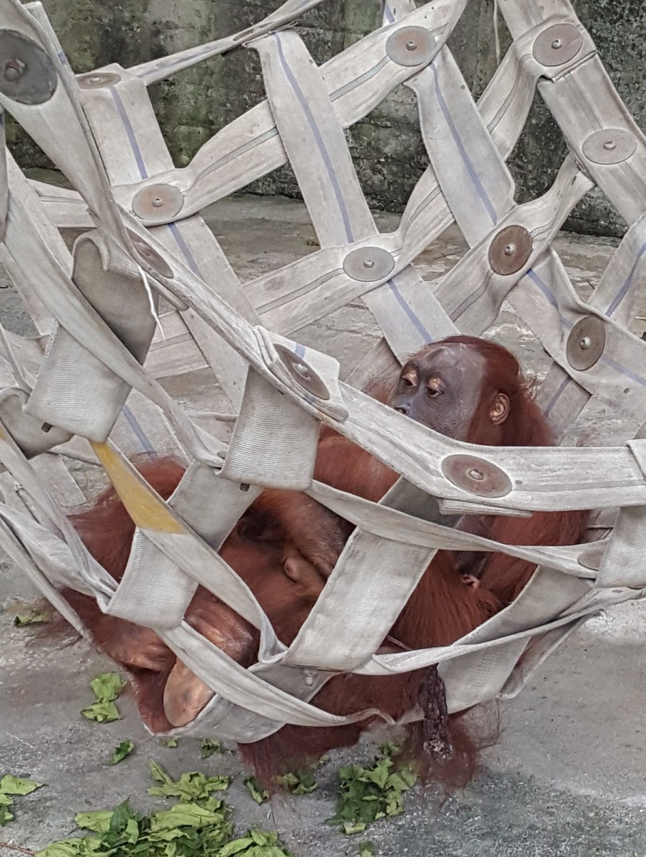 「香妞」會抱著寶寶睡在舒服的吊床上。台北市立動物園/提供