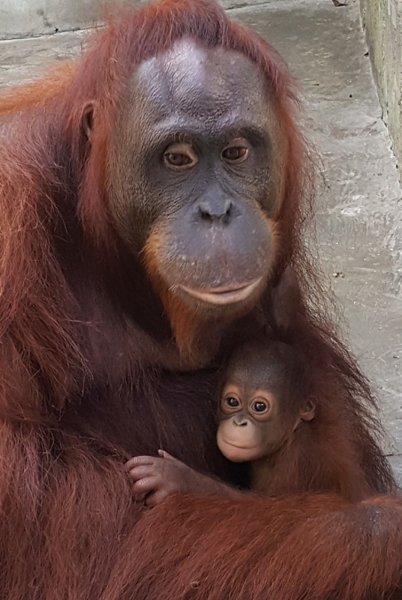 鍚婚 人猿夫妻再誕一女 妞茜 社團法人中華民國保護動物協會