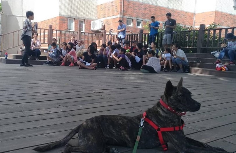 在校園裡生活了一段時間，虎斑犬「小虎」終於等到了校犬身份，而且成為生命教育課程的主角。   取自菓林國小臉書