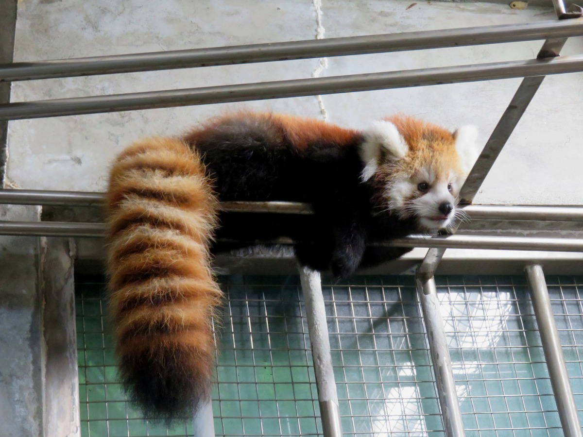 小貓熊寶寶現在身手靈活，喜歡爬高探險（圖為雙胞胎中的小女生）。台北市立動物園/提供