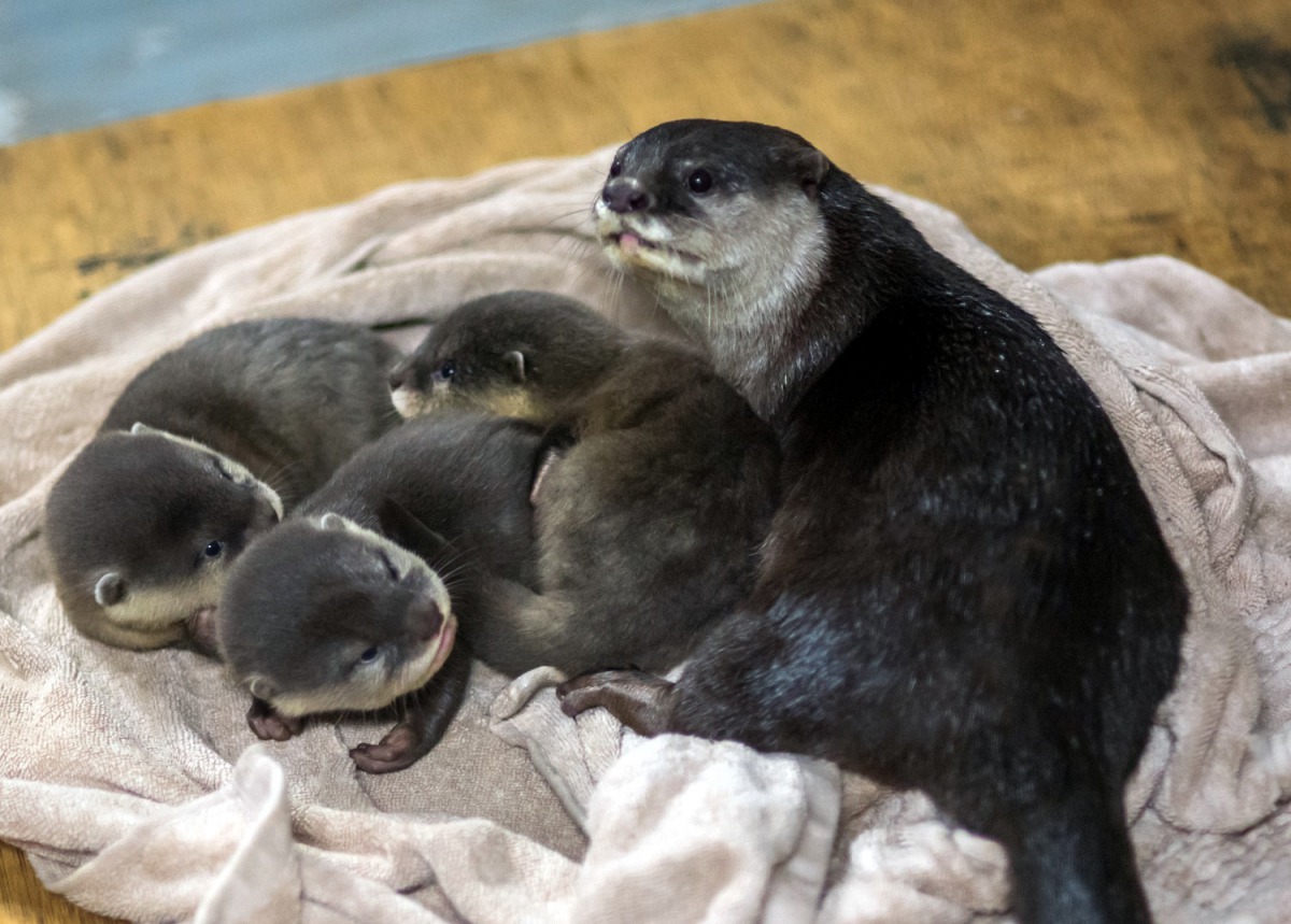 小爪水獺於10月7日再度平安誕下1公2母的三胞胎。台北市立動物園/提供