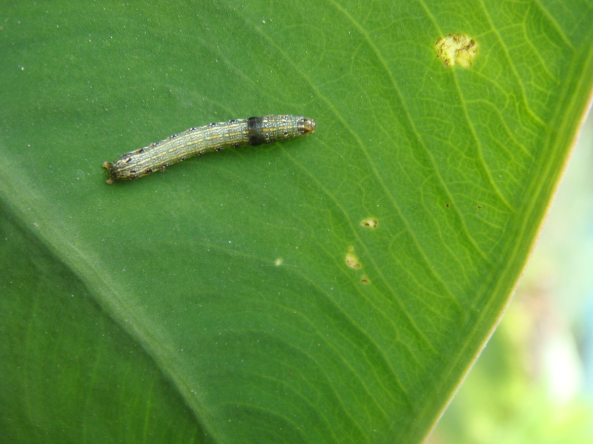 乾溼交替的夏季氣候，正是許多農作物病蟲害好發的時節。圖為斜紋夜蛾。新北市農業局提供