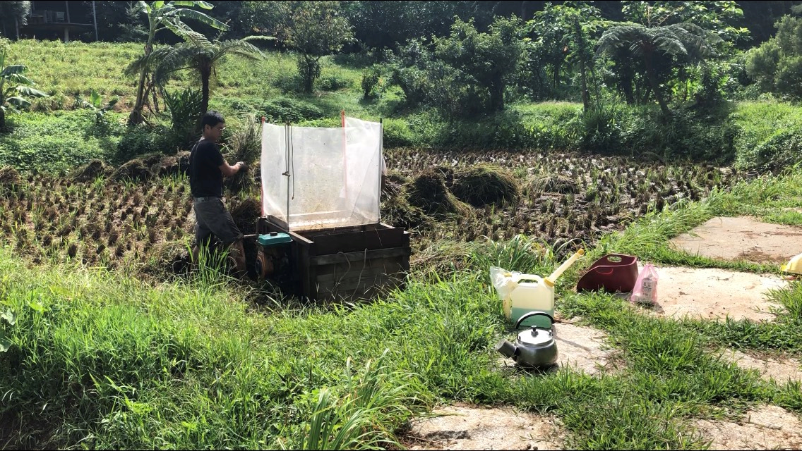 收割水稻。新北市政府/提供