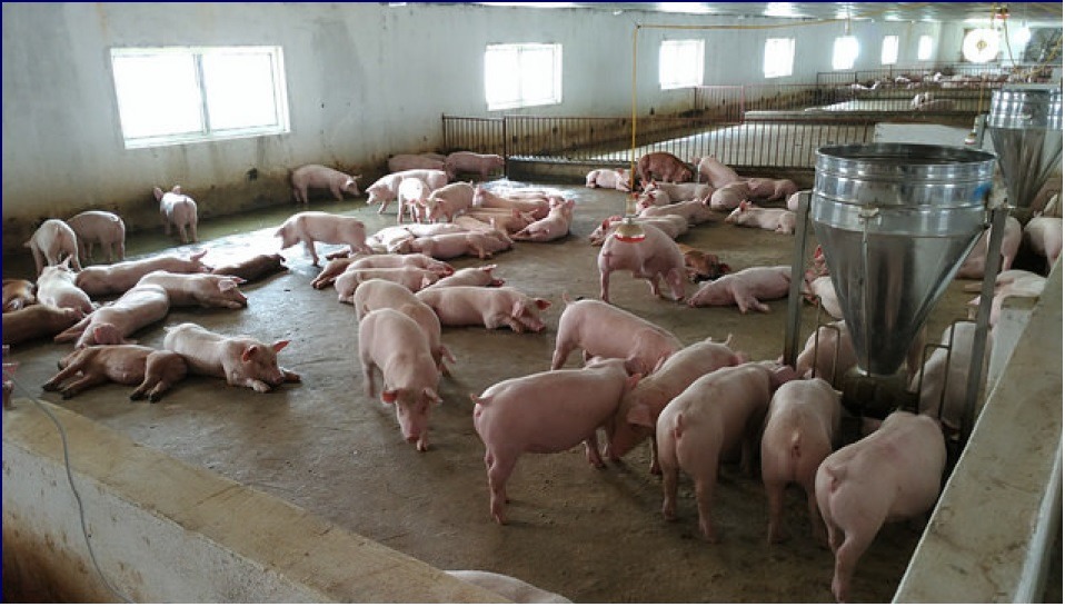 中國再傳非洲豬瘟疫情,且疫情有擴散趨勢。示意資料照,新北市動保處/提供