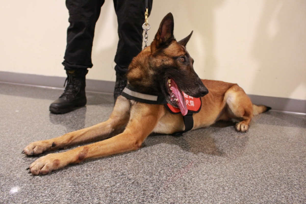 「新北汪YOU 全民反毒」展安排緝毒犬在現場表演。新北市政府/提供