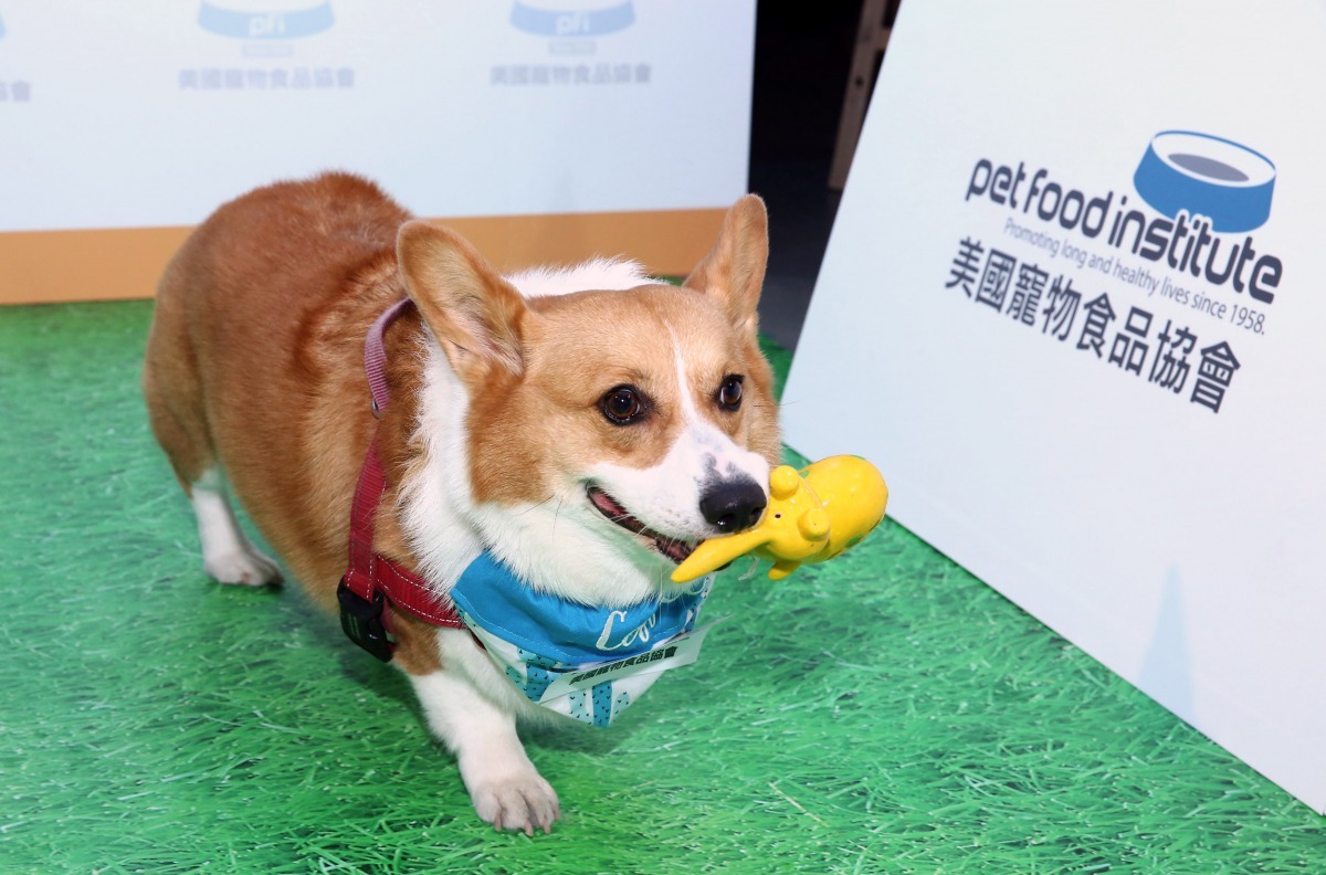 熊爸建議，飼主可讓寵物扯咬玩具，練習寵物的咬合力之餘也可達到運動效果。劉凱/攝