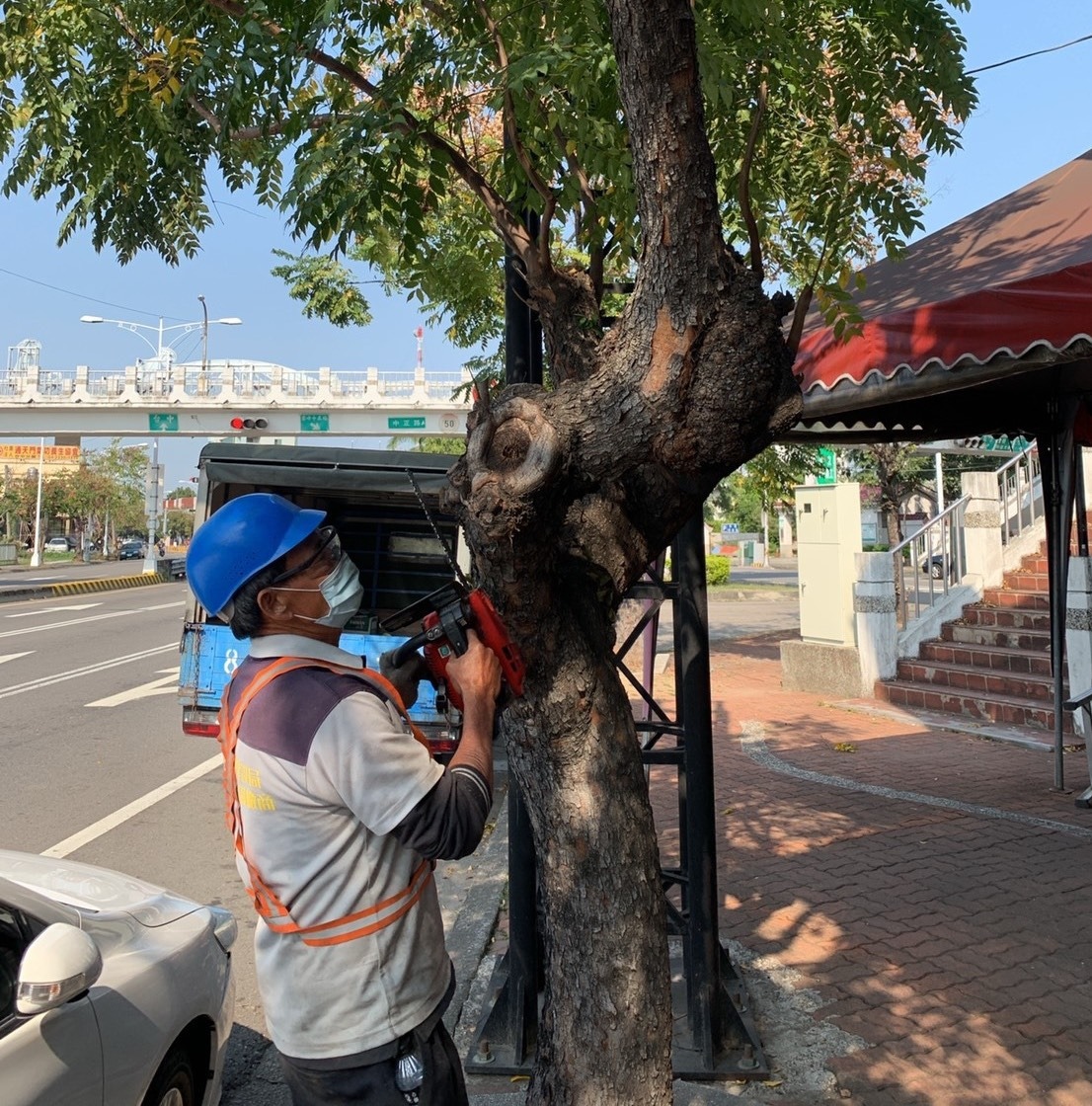 修剪樹枝防治荔枝椿象。台中市政府/提供
