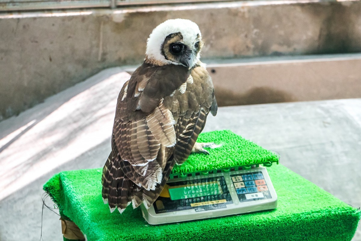 「雪寶」乖乖的站在磅秤上量體重。台北市立動物園/提供