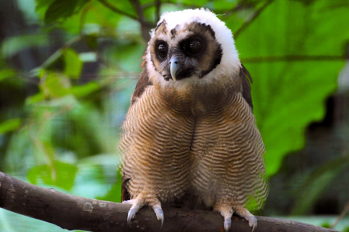 「雪寶」到新家適應良好。台北市立動物園/提供
