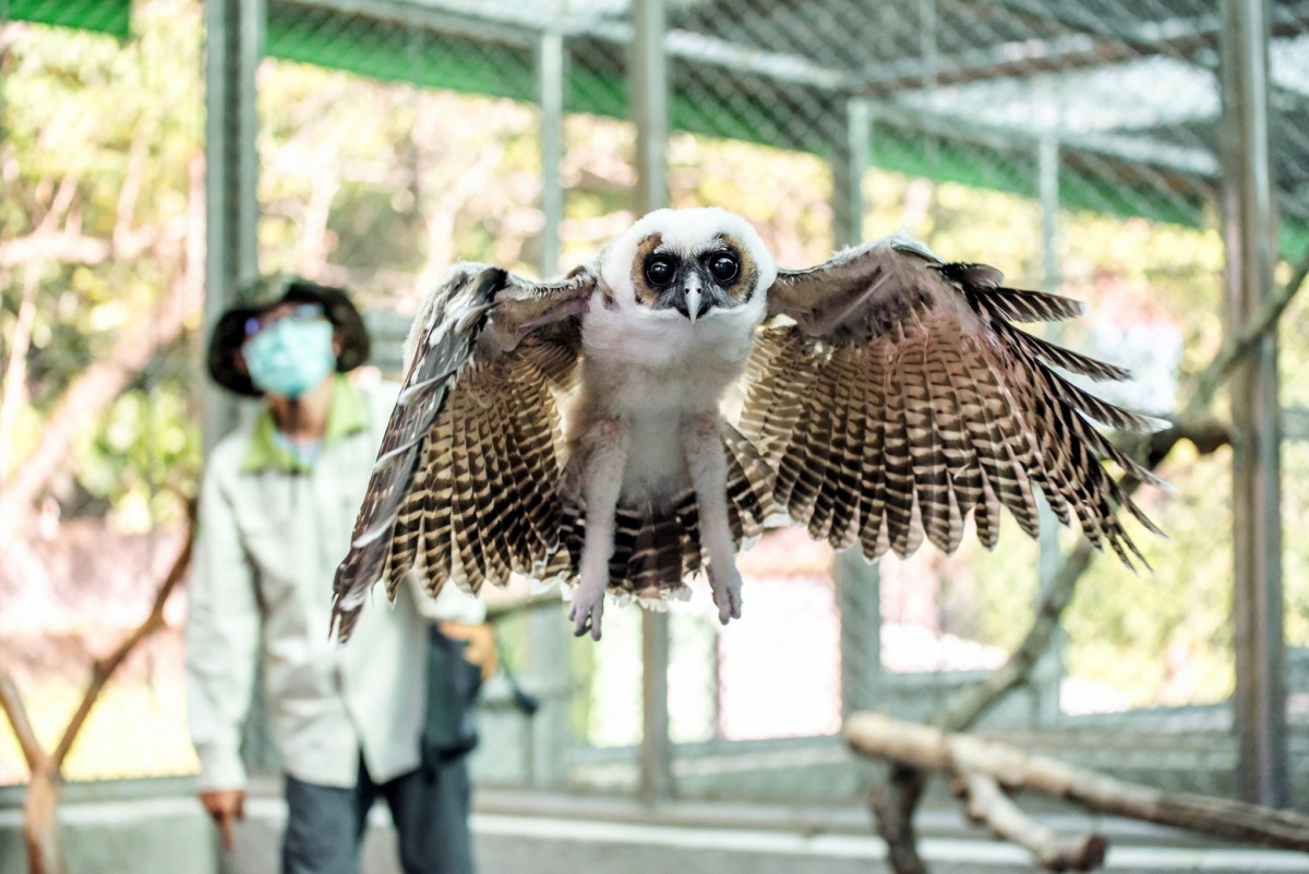 「雪寶」飛行時的英姿。台北市立動物園/提供