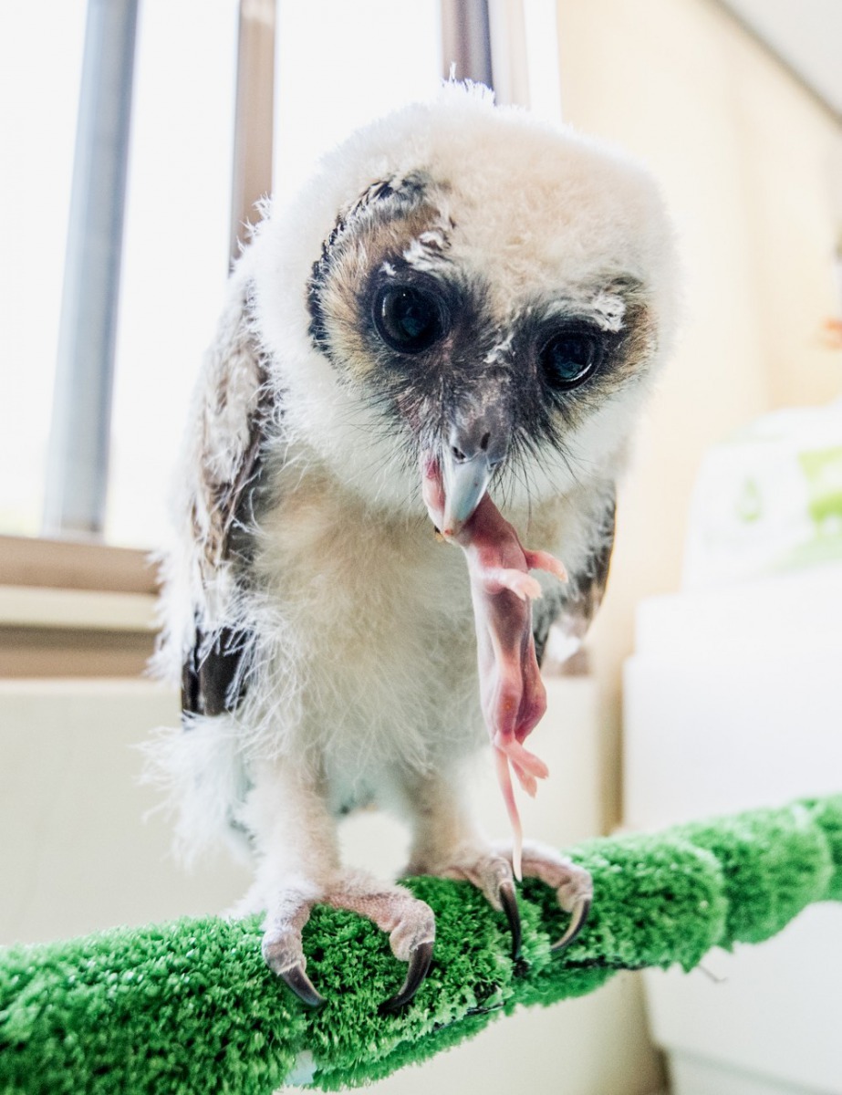 「雪寶」已經學會自己將整隻老鼠撕裂後吞食。台北市立動物園/提供