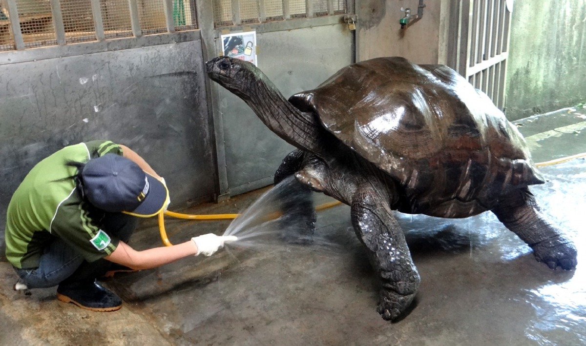 亞達伯拉象龜是世界上體型最大的兩種陸龜之一。台北市立動物園/提供
