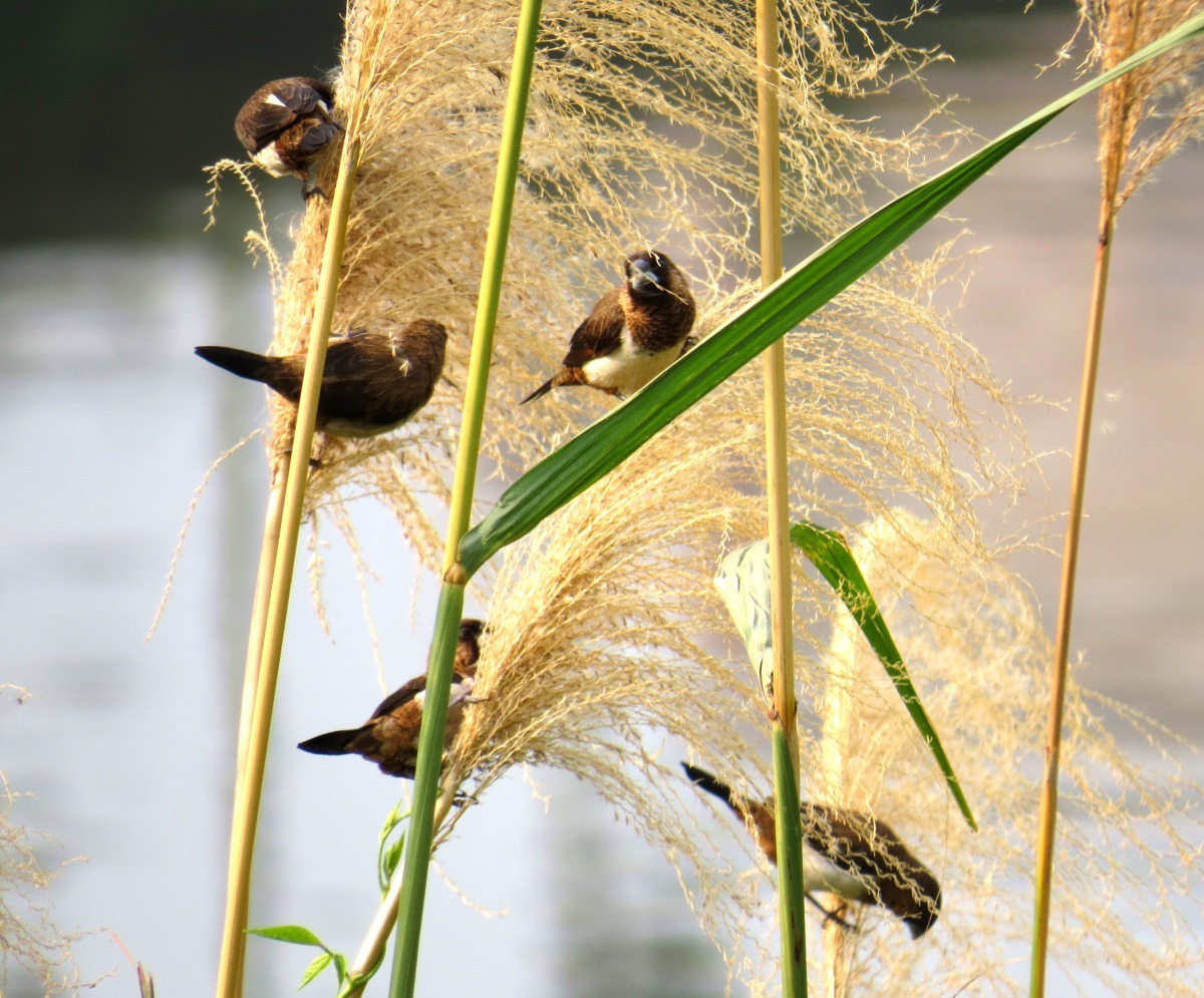 「新北市濕地珍水志工攝影展－濕樂園」亞軍-白腰文鳥。謝秀蓮/攝