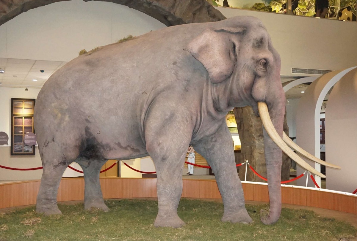 亞洲象林旺爺爺的標本，一直在台北市立動物園教育中心展出。台北市立動物園/提供