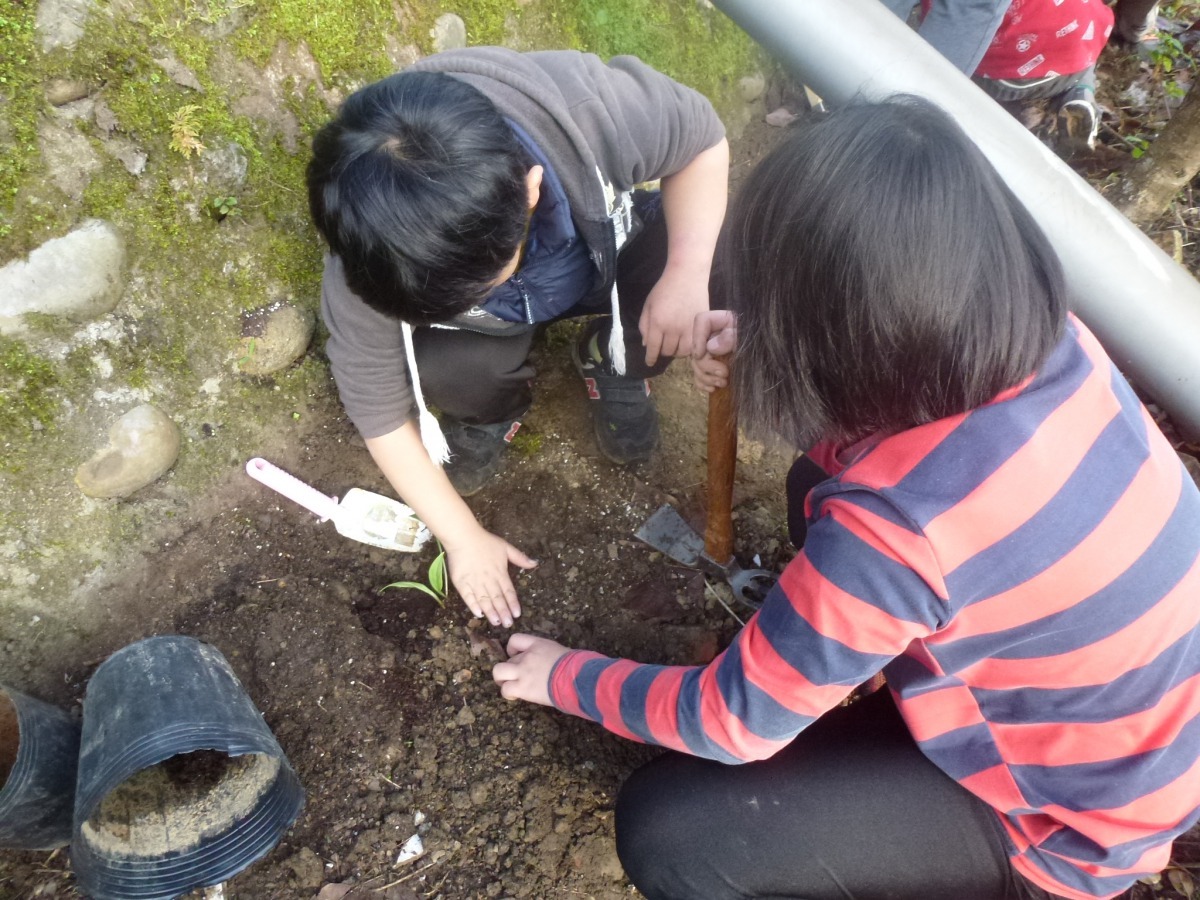 復育種植豔紅鹿子百合。新北市農業局/提供