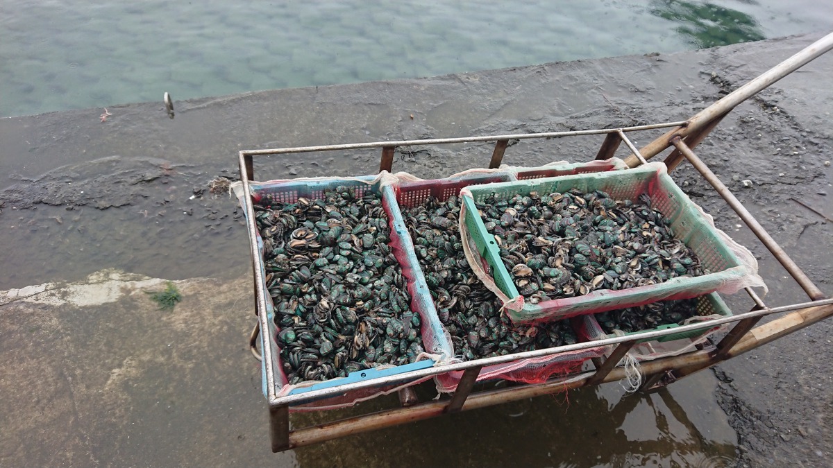 養殖池畔等待著被放入養殖池的九孔苗，每一籃都被養殖戶寄託豐收的希望。新北市政府/提供