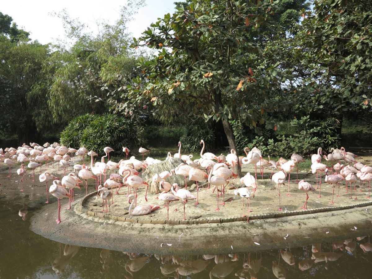頑皮世界野生動物園的小紅鶴區。高維奇/攝