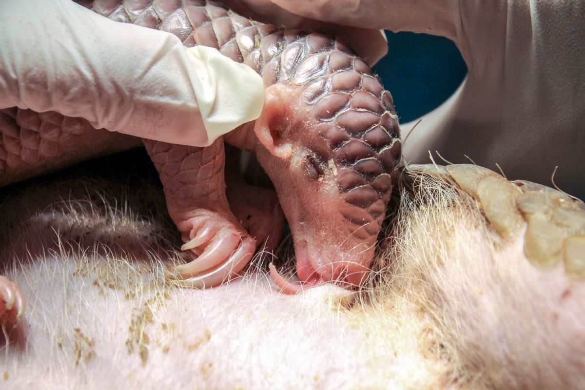 保育員引導幼仔自己吸吮乳頭,好趁機多攝取一些營養豐富的初乳。台北市立動物園/提供