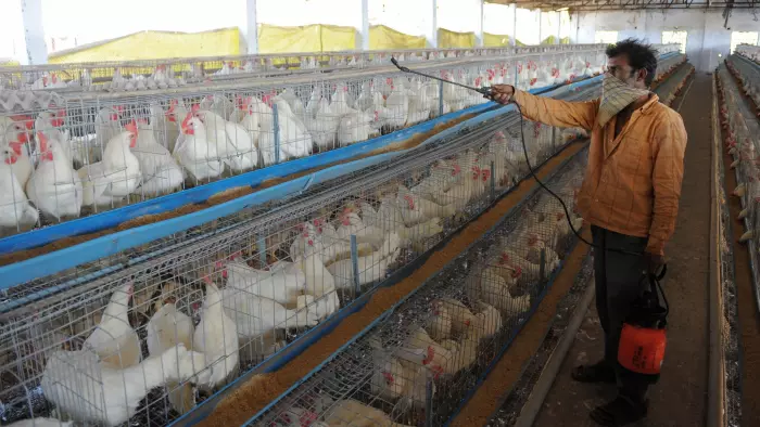 利用抗生素餵養家禽的主要原因為刺激動物成長速度。取自Financial Times