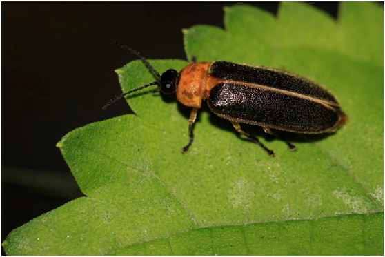 水生螢火蟲-黃緣螢。 台灣動物新聞網資料畫面 雲林縣生態保育協會理事長吳登立/攝