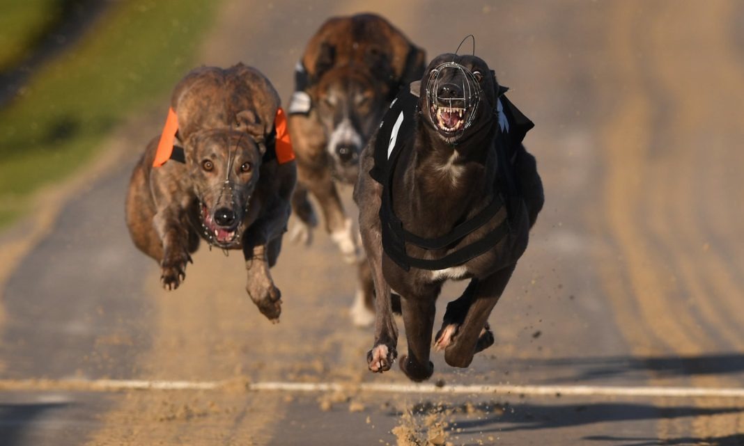 英國格雷伊獵犬委員會表示，他們決心根除賽狗行業可避免的傷害和不必要的死亡。   取自The Guardian