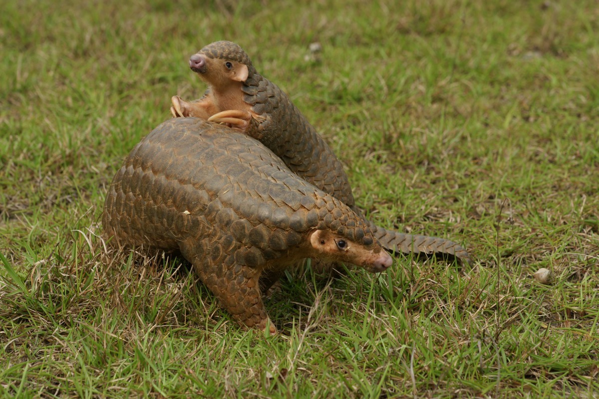 穿山甲有「盔甲精靈」之稱,希望透過保育能讓牠們在地球上永續的生存下去。台北市立動物園/提供