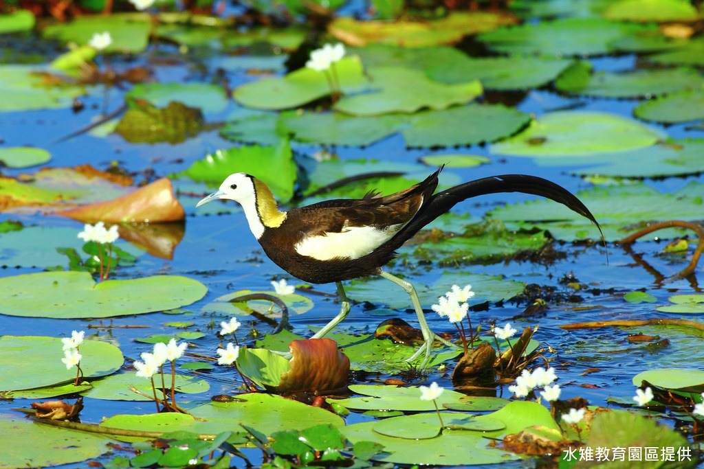 官田是水稚的重要棲地 圖片來源／水雉教育園區。