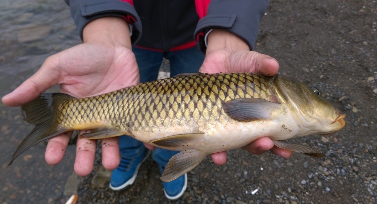 鯉魚。新北市農業局/提供