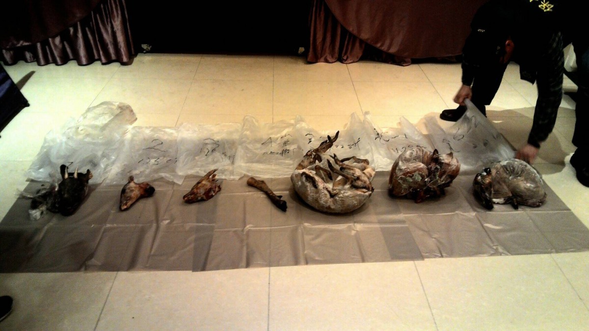 於餐廳冰庫中查獲保育類野生動物屠體，包括小山羌3隻、大山羌2隻及已遭肢解的臺灣野山羊頭、腳各1個、山羌頭2個。林務局/提供