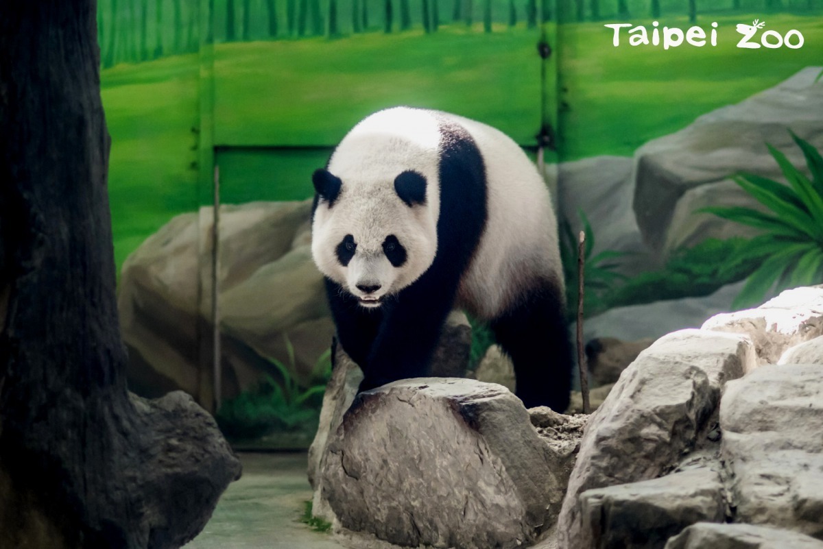 「圓仔」結合了爸爸「團團」和媽媽「圓圓」的特色，出落得亭亭玉立。台北市立動物園/提供