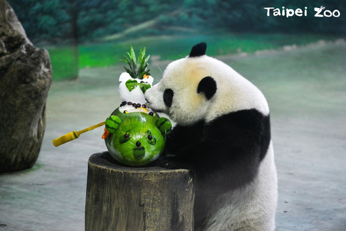 「圓仔」去年過3歲生日，開心的享用生日蛋糕。台北市立動物園/提供