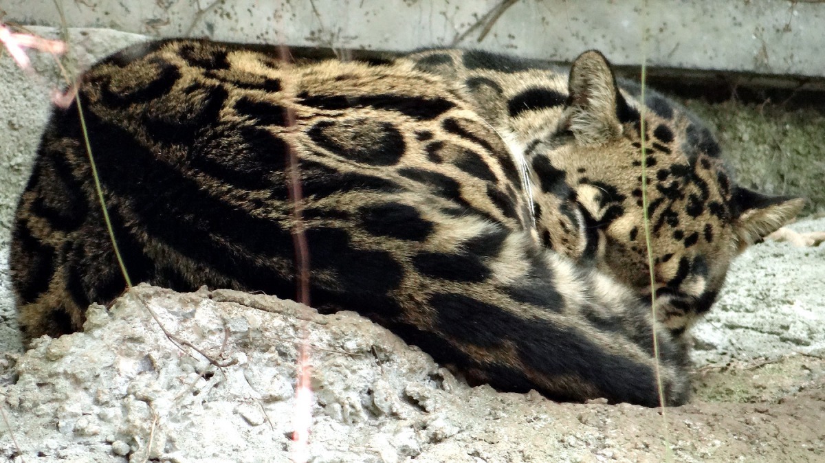 雲豹是夜行性的動物,大多喜歡在晨昏及晚間活動。台北市立動物園/提供