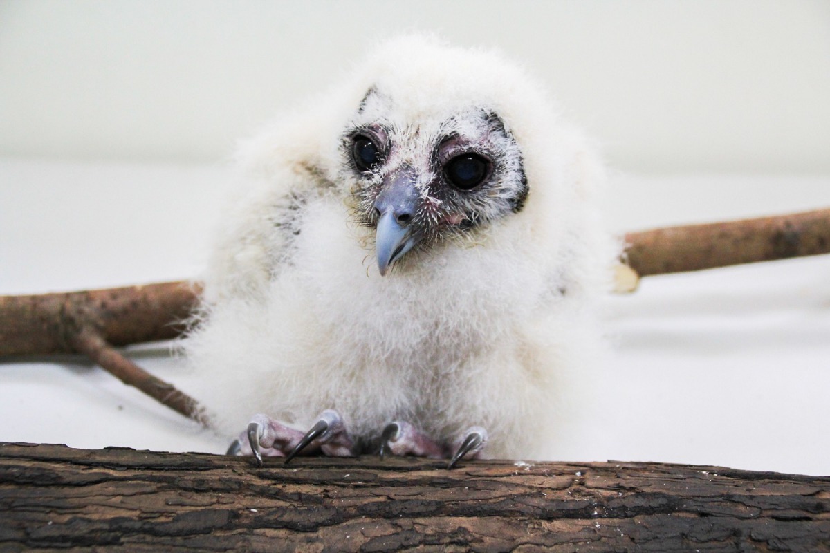 在尖爪的輔助下，已經可以牢牢的站在木樁上。台北市立動物園/提供