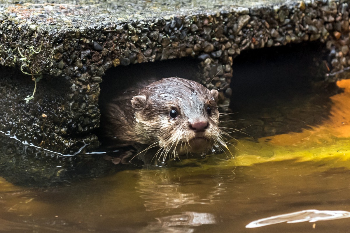 在水裡面玩抓迷藏好有趣。台北市立動物園/提供