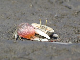 龜殼公園裡有很多珍貴的生態，圖為招潮蟹。台中市建設局/提供