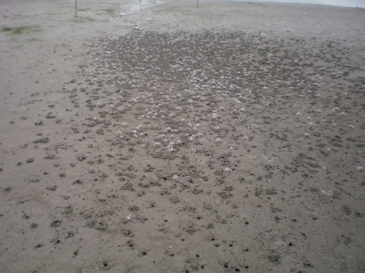 挖子尾有獨特的濕地生態及珍貴的動植物資源。圖為招潮蟹 新北市政府/提供