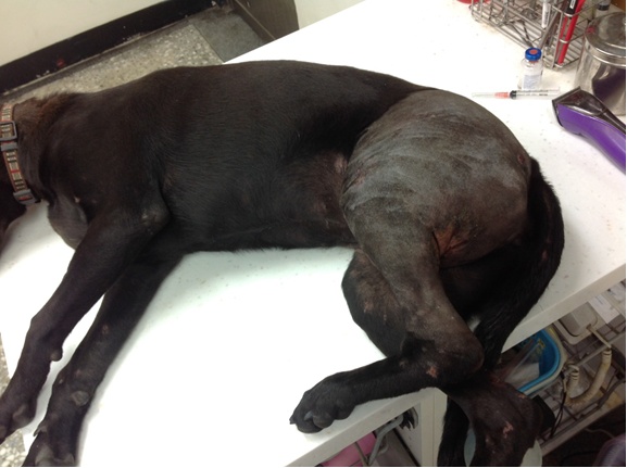 新店區公所負責巡查墓園的機關犬「快快」遭車撞後左後腿骨折腫脹。劉凱/翻攝