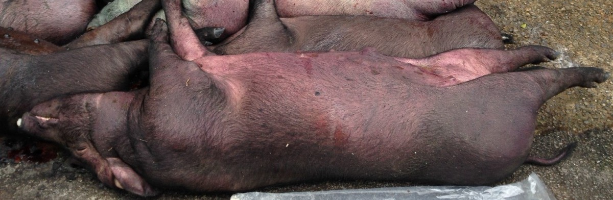 肥育豬感染豬環狀病毒，併發豬丹毒複合感染，育成率大為下降。劉凱/翻攝