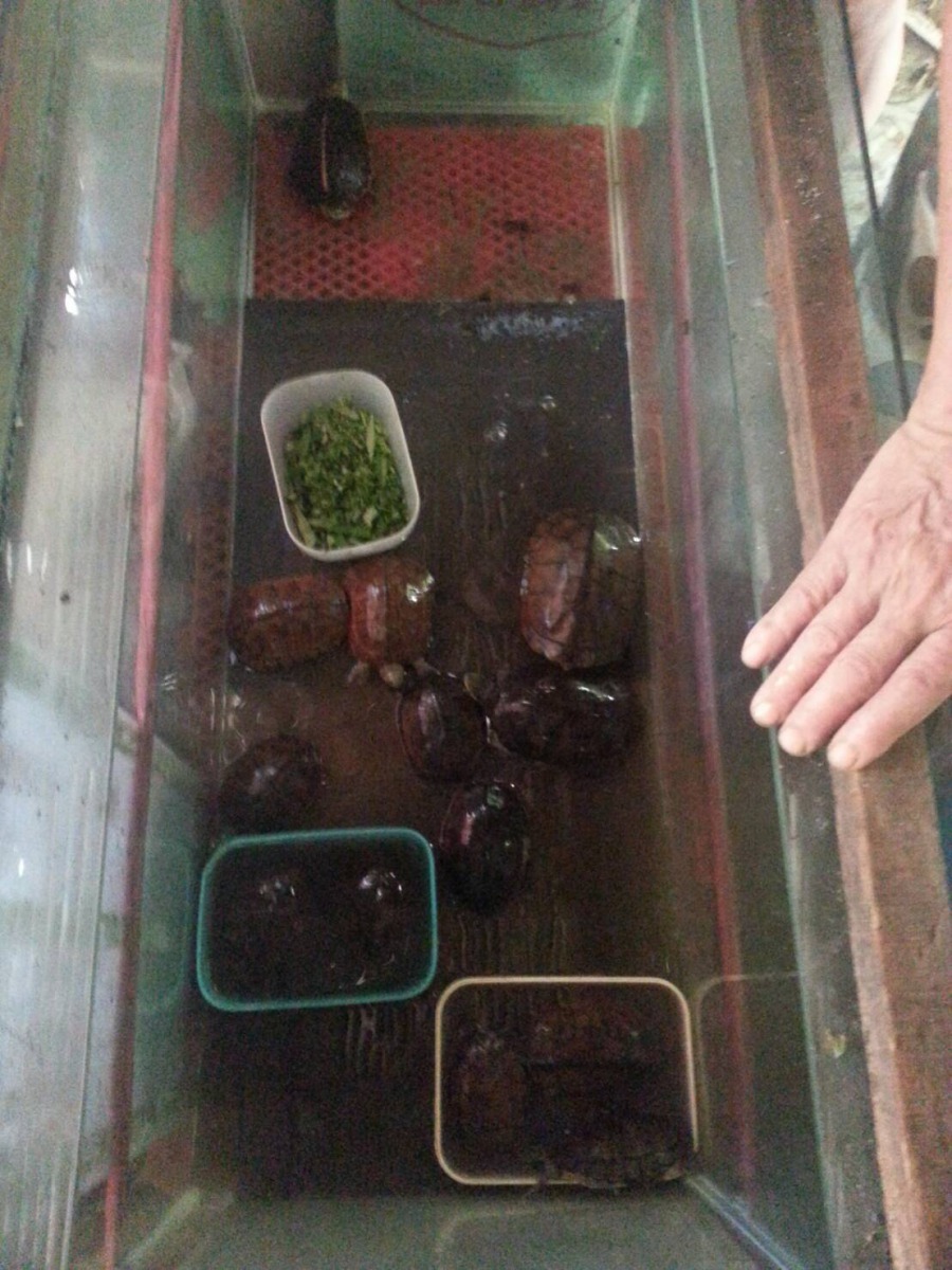 王姓夫婦將食蛇龜及柴棺龜養在車庫的水族缸中。劉凱/翻攝