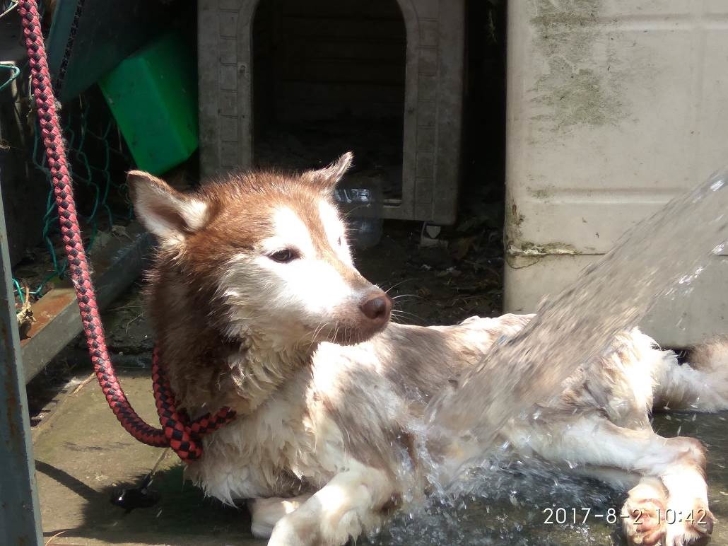 「Cookie」剛入所時，身體略顯削瘦，疑似中暑精神食欲不佳，動保員為牠沖水降溫。新北市動保處/提供