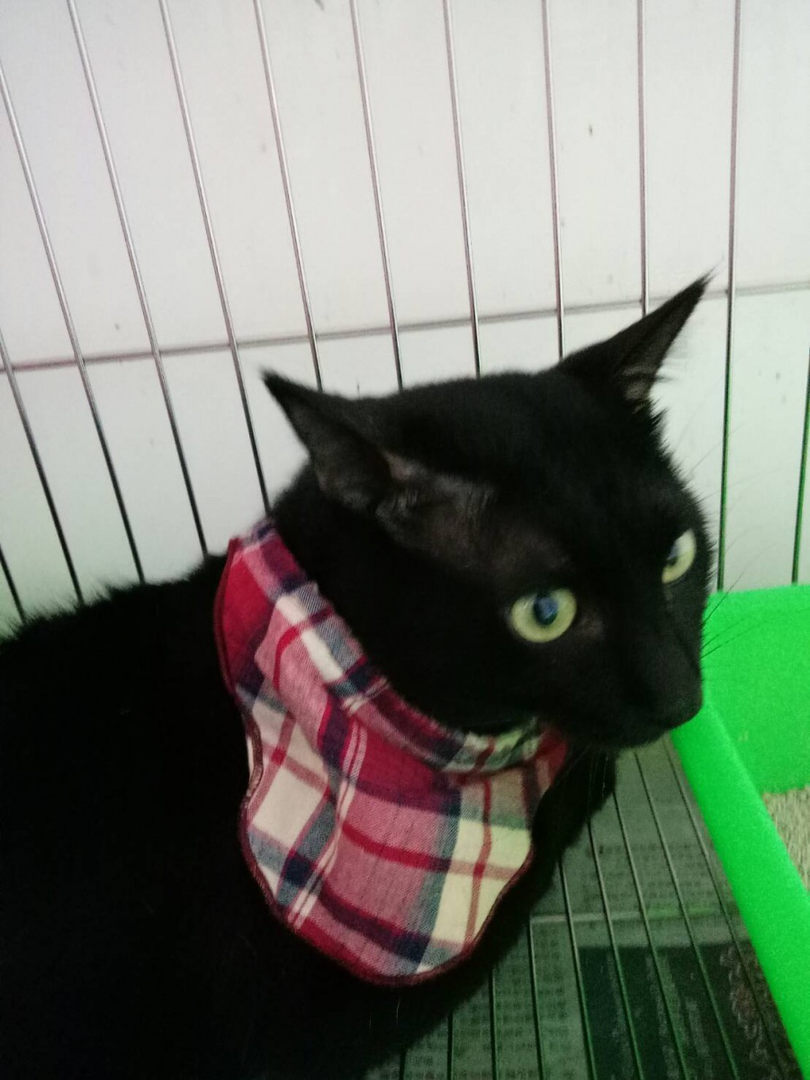 「咪咪」未生病前精神奕奕的模樣。新北市動保處/提供