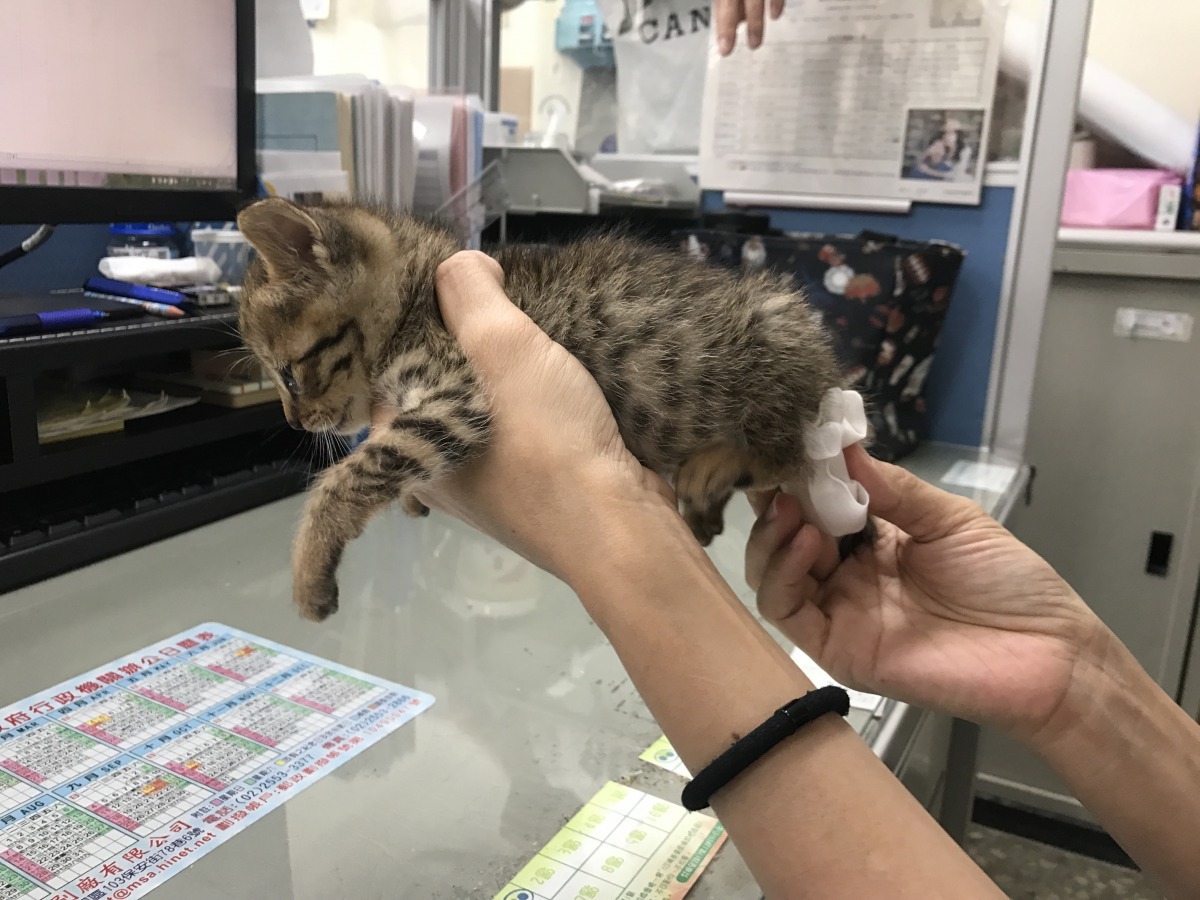 動保員以濕紙巾擦拭虎妹的肛門刺激牠定期上廁所。劉凱/翻攝