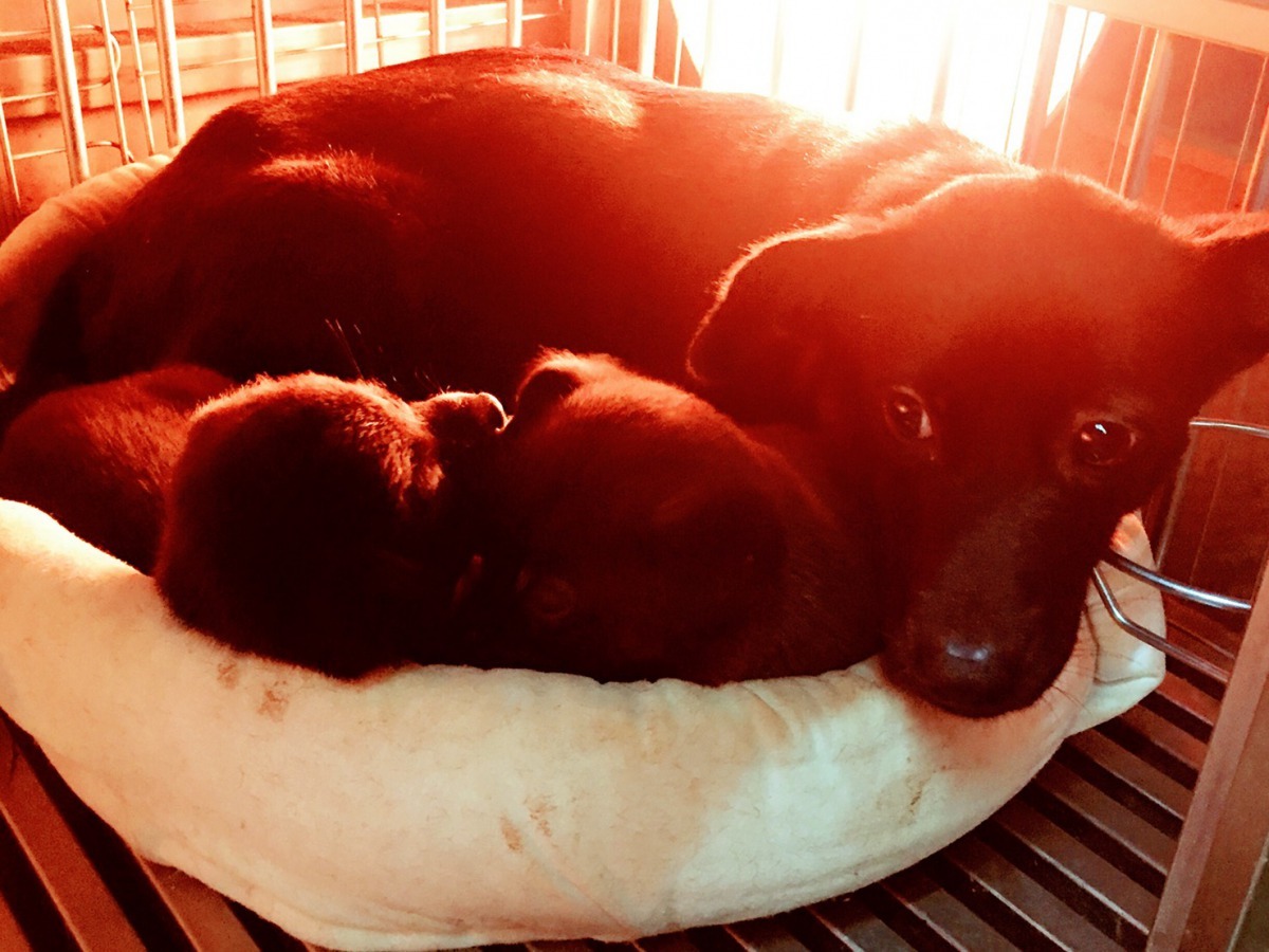 動物之家毛寶貝保溫照片。劉凱/翻攝