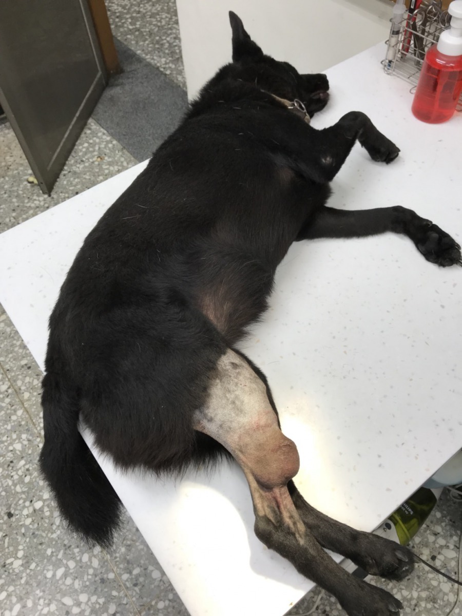 新北市龜山國小校犬「黑寶」右腳腫塊，回毛寶貝醫療中心接受檢查。劉凱/翻攝