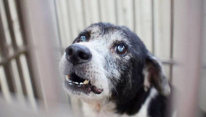 毛寶貝常見的老化現象為髮蒼蒼、視茫茫，即毛髮變白、眼睛白內障。板橋志工隊/提供